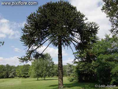 l'araucaria