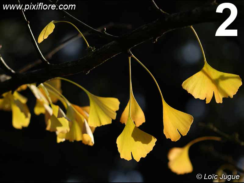 ginkgo biloba