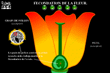 Ifécondations et polinisation