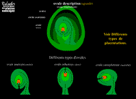 description de l'ovule et  de différents types de placentation