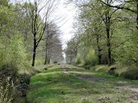 for&ecirc;t de Ferri&egrave;res