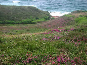 Les plantes de la Lande de Bidart