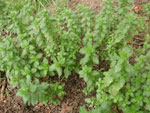 friche