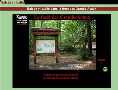 La forêt des Grands-Avaux