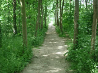 Cliquez sur la photo, pour voir la balade virtuelle dans le bois de Vincennes