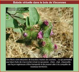 voir la balade virtuelle dans le bois de Vincennes