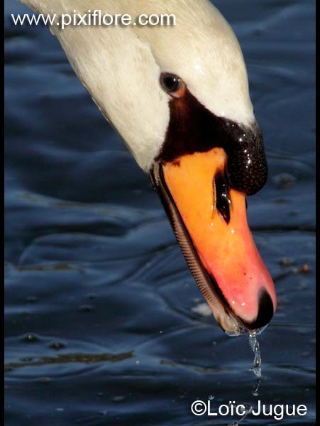 cygne tuberculé