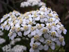 Achillée millefeuille,  herbe aux charpentiers, herbe aux militaires, saigne-nez. Achillea millefolium L. 
