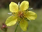 Benoîte commune, herbe de Saint-Benoît, gariot, racine bénie, avence, herbe du bon soldat. Geum urbanum L.