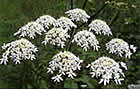 Berce, branc-ursine, angélique sauvage, patte d'ours, fausse acanthe, herbe du diable. Heracleum sphondylium L.