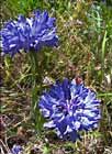 Bleuet, casse-lunette, barbeau, Centaurea cyanus L.