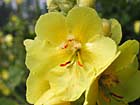 Bouillon blanc, molène, herbe de St-Fiacre, brandelou, bonhomme. Verbascum thapsus L. 