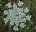 Carotte sauvage. Daucus carota L.