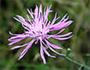 Centaurée scabieuse, oreille de chèvre, tête d'âne. Centaurea scabiosa L.