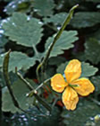 Chélidoine, herbe aux verrues, éclaire, herbe de l'hirondelle, herbe aux boucs. Chelidonium majus L.