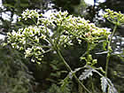 Ciguë (grande), ciguë de Socrate, mort aux oies. Conium maculatum L.