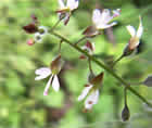 Circée de Paris , herbe des sorcières, Enchanteresse. Circaea lutetiana