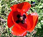 Coquelicot, pavot des champs, chaudière d'enfer, poinot, babiou. Papaver rhoeas L.