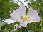 Eglantier, rose des chiens, gratte cul. Rosa canina L., R. corymbifera Borkh, R. obtusifolia Desv., R. stylosa Desv.