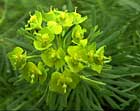 Euphorbe petit-cyprès, herbe à lait, petite ésule, herbe à couleuvre, tithymale. Euphorbia cyparissias L.