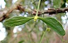 feuilles alternes