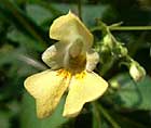 Impatience parviflora, balsamine à petites fleurs. Impatiens parviflora
