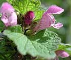 Lamier poupre, ortie rouge, pied de poulet, ortie morte. Lamium purpureum L.