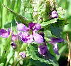Lierre terrestre, herbe de la saint-Jean, courroie de saint jean, rondelette, rondotte. Glechoma hederacea L.