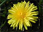 Pissenlit,dent de lion, salade de taupe, chopine, couronne de moine. Taraxacum officinale Weber