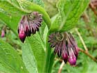 Consoude, oreille d'âne. Symphytum officinale L.