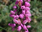 Bruyère cendrée, petite consoude, charbonnière, prunelle, herbe au charpentier .Erica cinerea