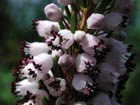 Bruyère vagabonde. Erica vagans