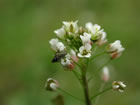 Bourse à pasteur. bourse à berger, bourselle. Capsella bursa-pastoris L.