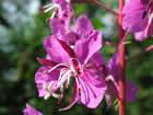 laurier de saint Antoine, epilobe à feuille étroite, plante à feu. Epilobium angustifolium