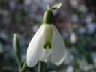 Perce-neige, Goutte de lait, clochette de lait. Galanthus nivalis L.
