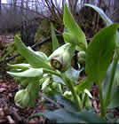 Hellébore fétide, pied de griffon, Herbe printanière, Patte d'ours, Rose du Serpent. Helleborus foetidus L.