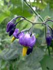 Morelle douce-amère , vigne de Judée, herbe à la fièvre, crève-chien. Solanum dulcamara