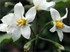 Morelle noire, amourette, tue chien. Solanum nigrum L.