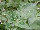 feuille