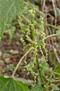Ortie (grande),ortie dioïque. Urtica dioica L.