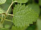 Ortie, Urtica dioica
