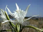 Lis de mer, pancrais maritime, narcisse de mer, lis mathiole. Pancratium maritimum L.