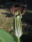 gouet à capuchon . Arisarum vulgare Targ.-Tozz.