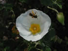 Ciste à feuilles de sauge. Cistus salvifolius L.