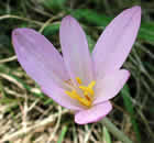 Colchique d'automne, ail des prés, Chenard, Mort chien, Mort chien, Safran bâtard, Safran des pays, Tue-chien, Tue-loup, Vachette, Veilleuse. Colchicum autumnale L.