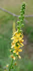 Aigremoine eupatoire, herbe de Saint Guillaume, Thé des bois, Toute-bonne, Francormier, Philanthropos. Agrimonia eupatoria L. 