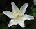 Anémone des bois, fleur de vendredi saint, Pâquette, Sylvie des bois. Anemone nemorosa L.