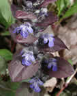 Bugle rampante, consoude moyenne, Herbe au charpentier, Herbe de St-Laurent, Herbe à la coupure. Ajuga reptans L.
