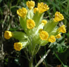 Primevère officinale, coucou des prés, Primerolle, Primula veris