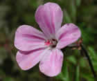 Herbe à Robert, herbe de Saint-Robert, herbe rouge, Bec de grue, Aiguilles à Notre-Dame, Fourchette du Diable, Geranium robertianum L.